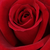Roșu - Trandafir teahibrid - Avon